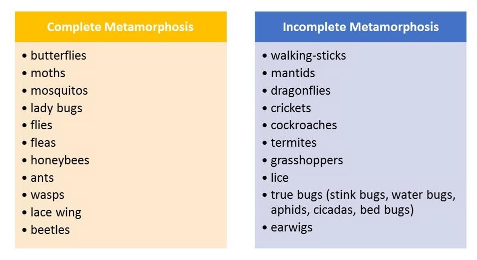 incomplete metamorphosis